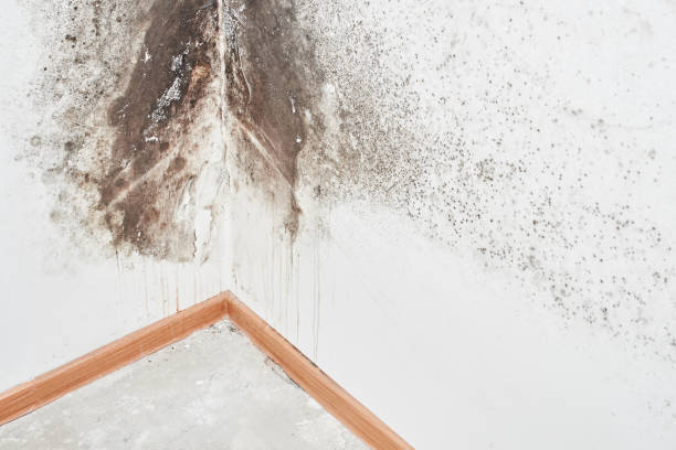 Why You Should Choose Our Mold Remediation Services in Grand Rapids, MN